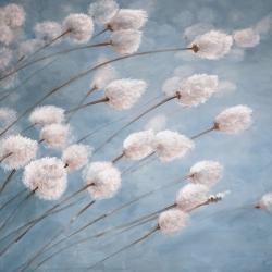 Fleurs de coton délicates