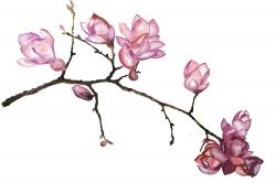 Branche de fleurs de cerisier