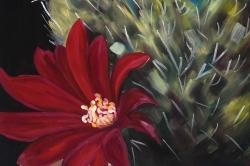 Fleur rouge de cactus echinopsis