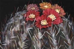 Mammillaria cactus in bloom