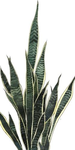 Plante couteau