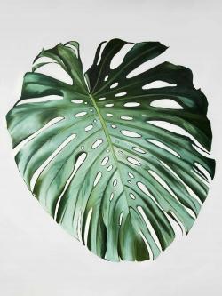 Monstera leaf