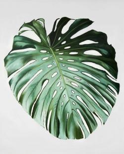 Monstera leaf