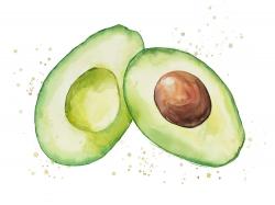 Avocat ouvert à l'aquarelle