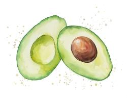 Avocat ouvert à l'aquarelle