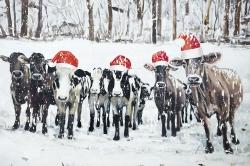 Curious christmas cows
