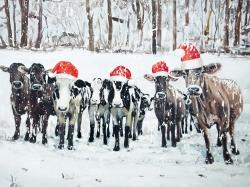 Curious christmas cows