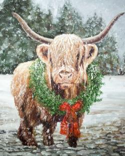 Highland christmas cow