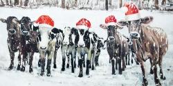 Curious christmas cows