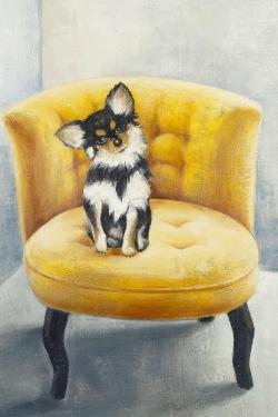 Chihuahua à poil long sur fauteuil jaune