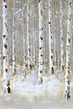 Forêt de bouleaux en hiver