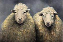 Wool sheeps