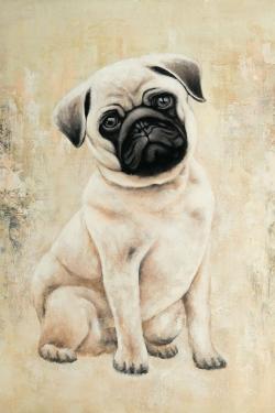 Petit chien pug