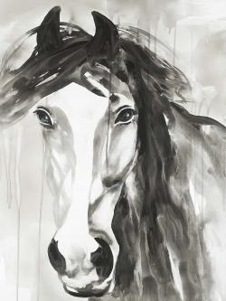 Magnifique cheval sauvage