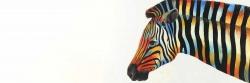 Colorful zebra