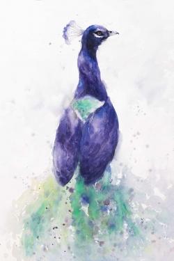 Graceful peacock