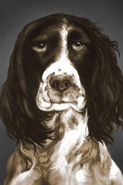 Springer spaniel anglais brun