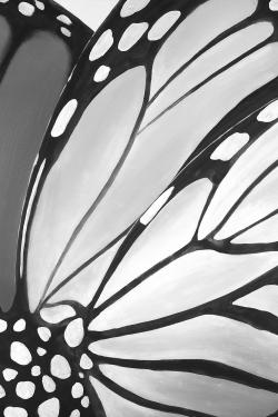 Monarch wings closeup
