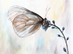 Papillon sur fleurs bleues