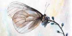 Papillon sur fleurs bleues