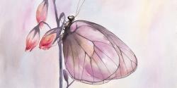 Delicate butterfly