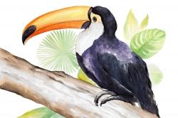 Toucan perched 