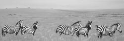 Zèbres dans la savane