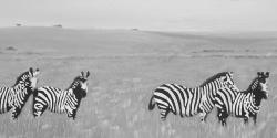 Zèbres dans la savane