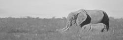 éléphants dans la savane