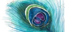 Peacock feather closeup