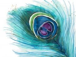 Peacock feather closeup