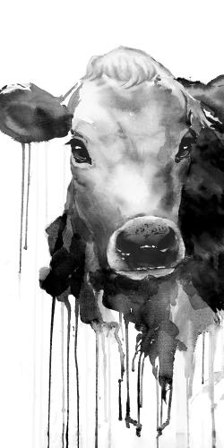 Vache jersey