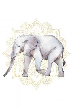 Elephant on mandalas
