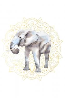 Elephant on mandalas pattern