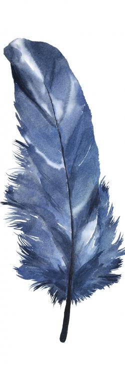 Blue feather
