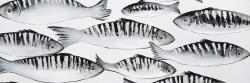 Gray shoal of fish