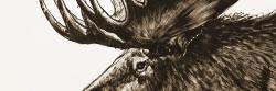 Moose plume sepia