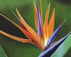 Bird of paradise flower 
