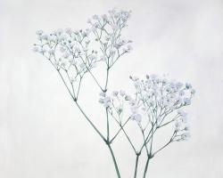 Baby's-breath flowers