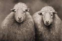 Moutons sépia