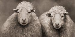 Moutons sépia