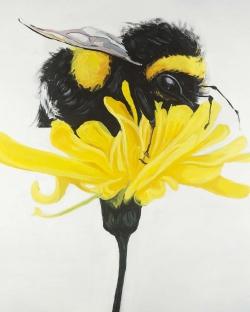 Bumblebee on a dandelion