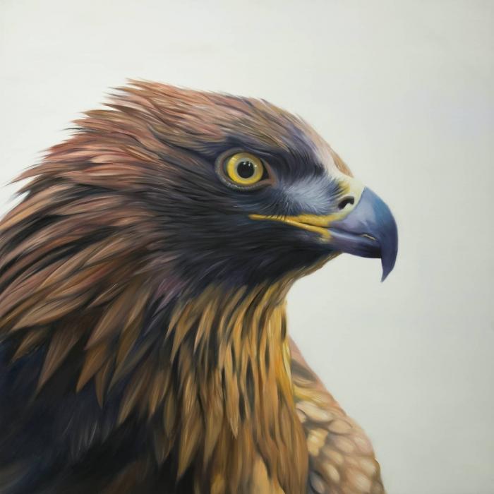 Brown-headed eagle