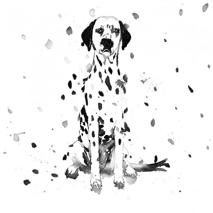 Chien dalmatien