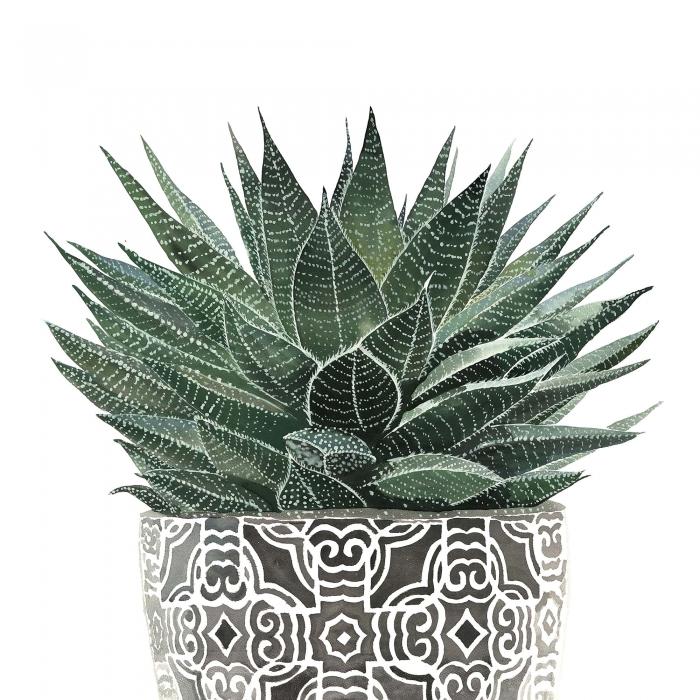 Succulent haworthia