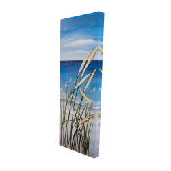Oyat plant and seaside