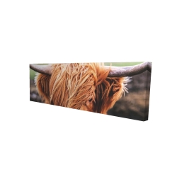 Portrait highland cow