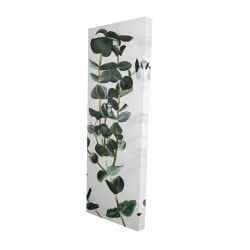 Eucalyptus stems