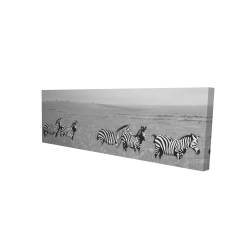 Zèbres dans la savane