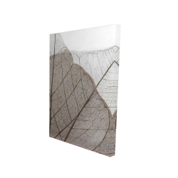 Feuilles séchées translucides
